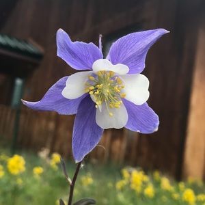 Meet your Posher, Zoe